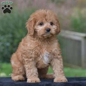 Jax, Cavapoo Puppy
